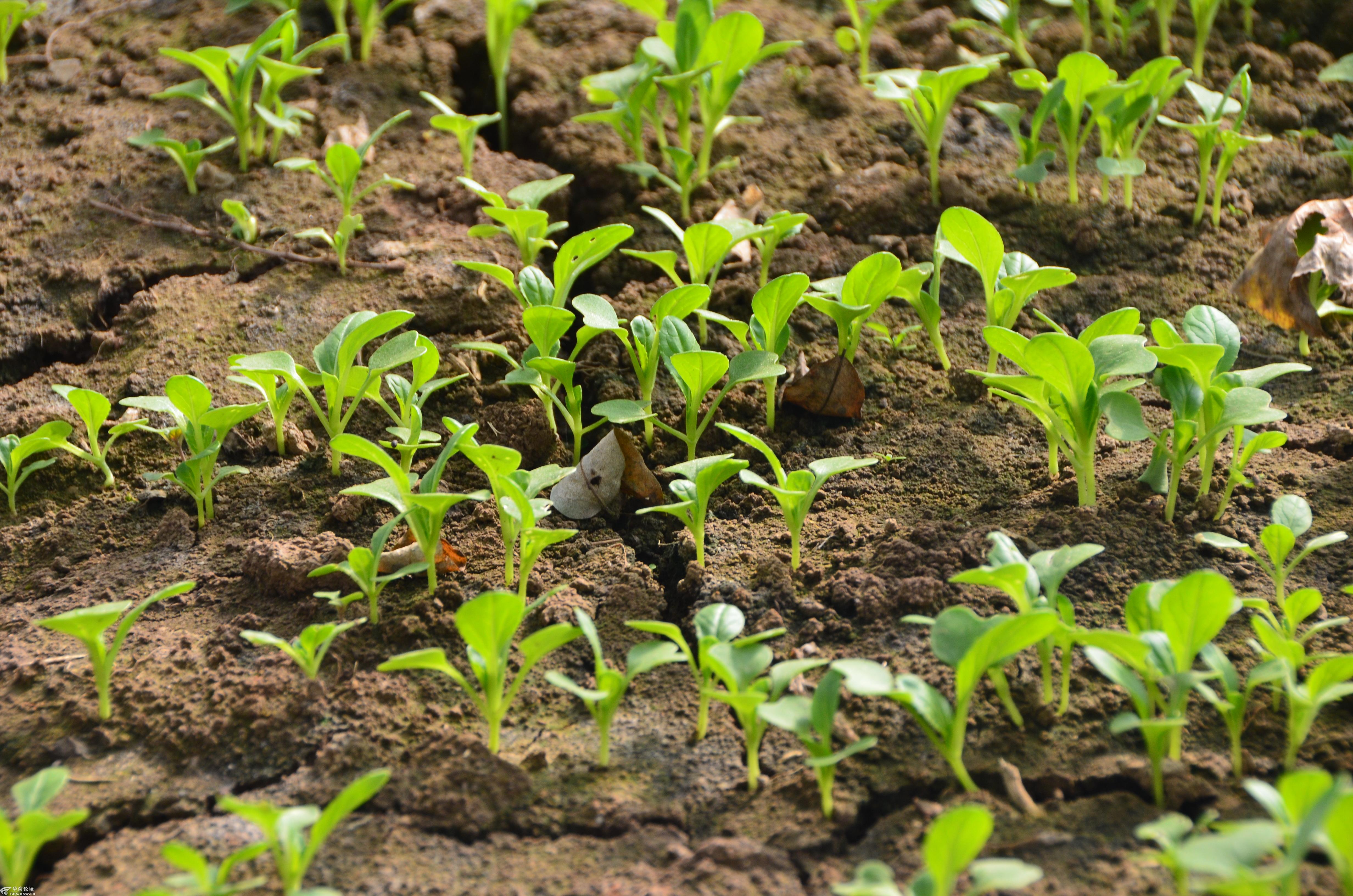 武功长宁镇小青菜产业发展迅猛