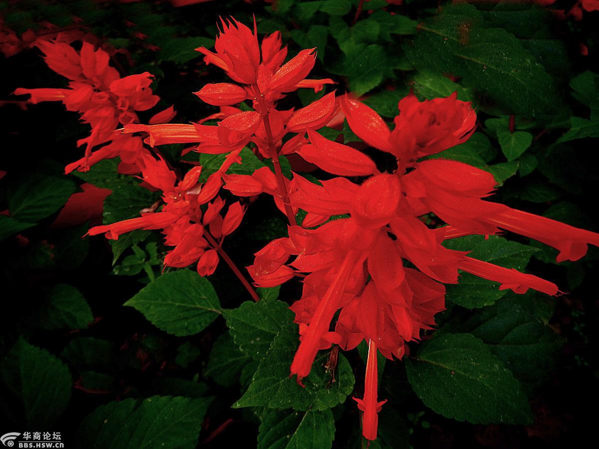 花卉欣赏一串红