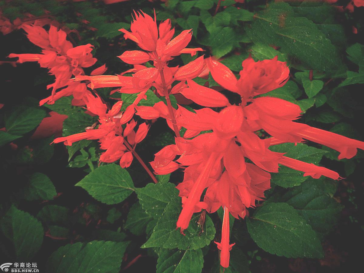 【花卉欣赏】《一串红》