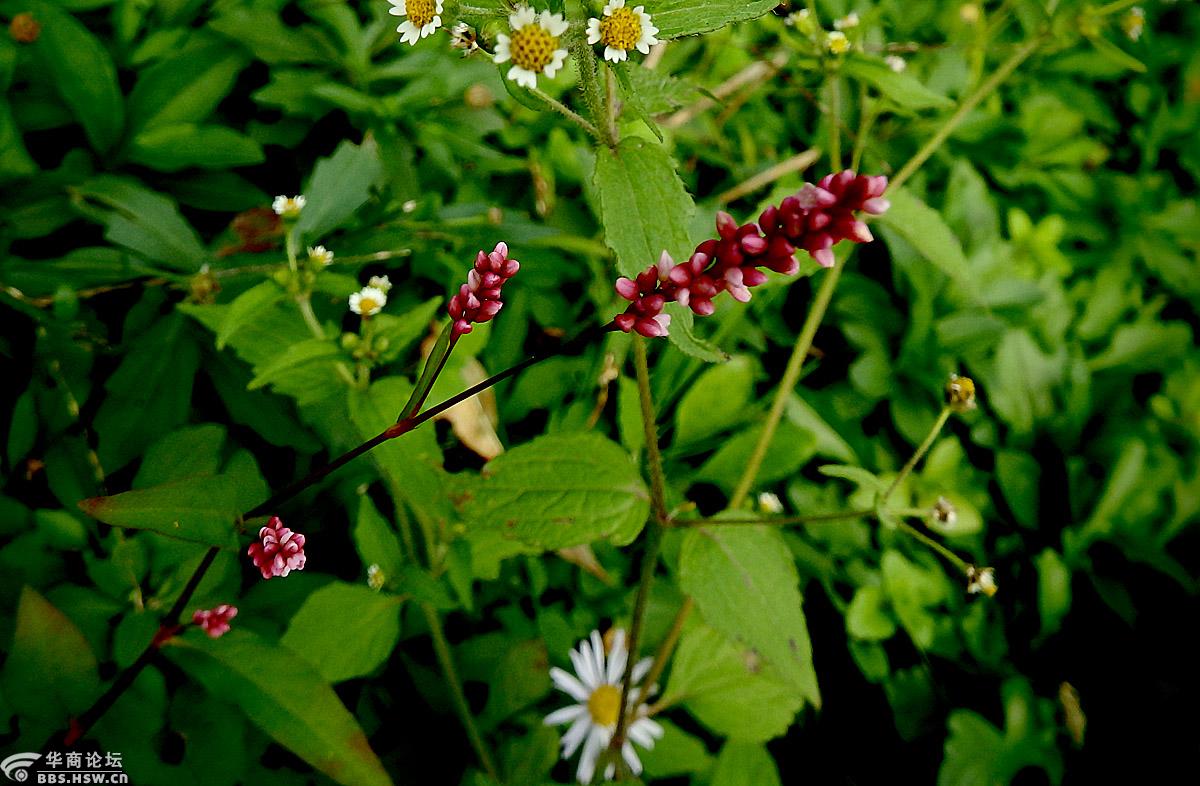 花卉欣赏香蓼