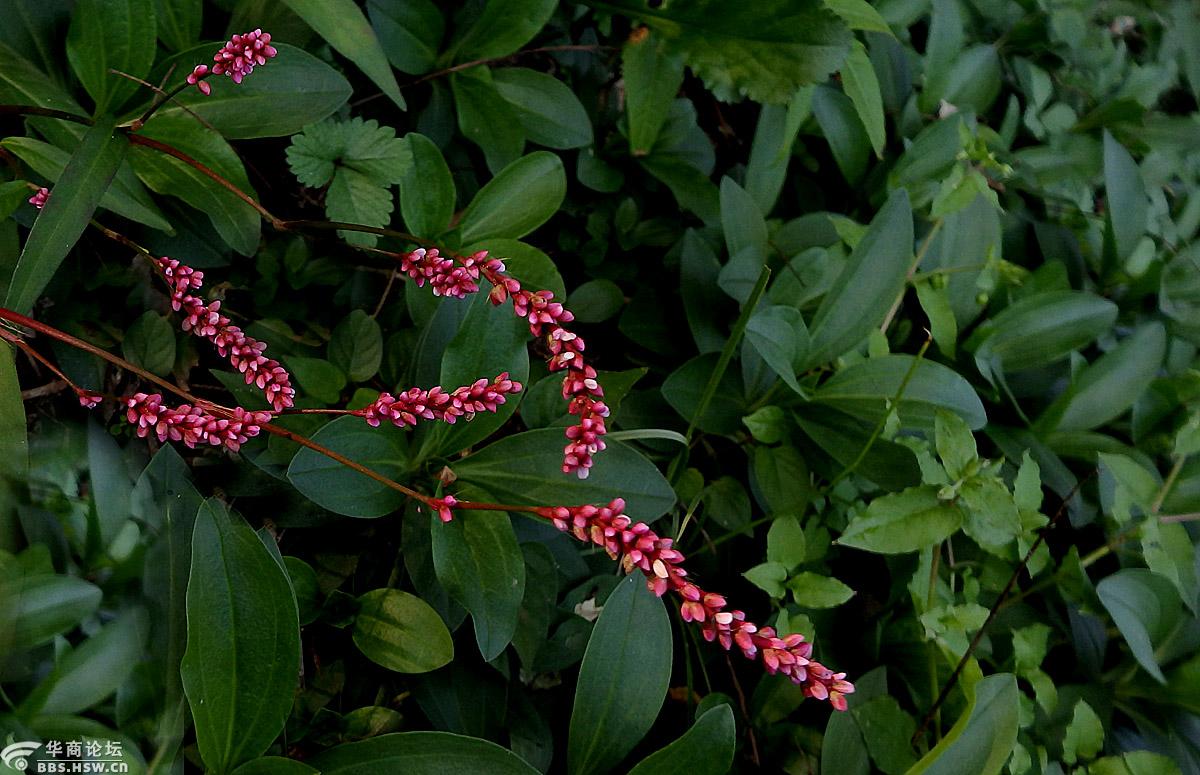 花卉欣赏香蓼