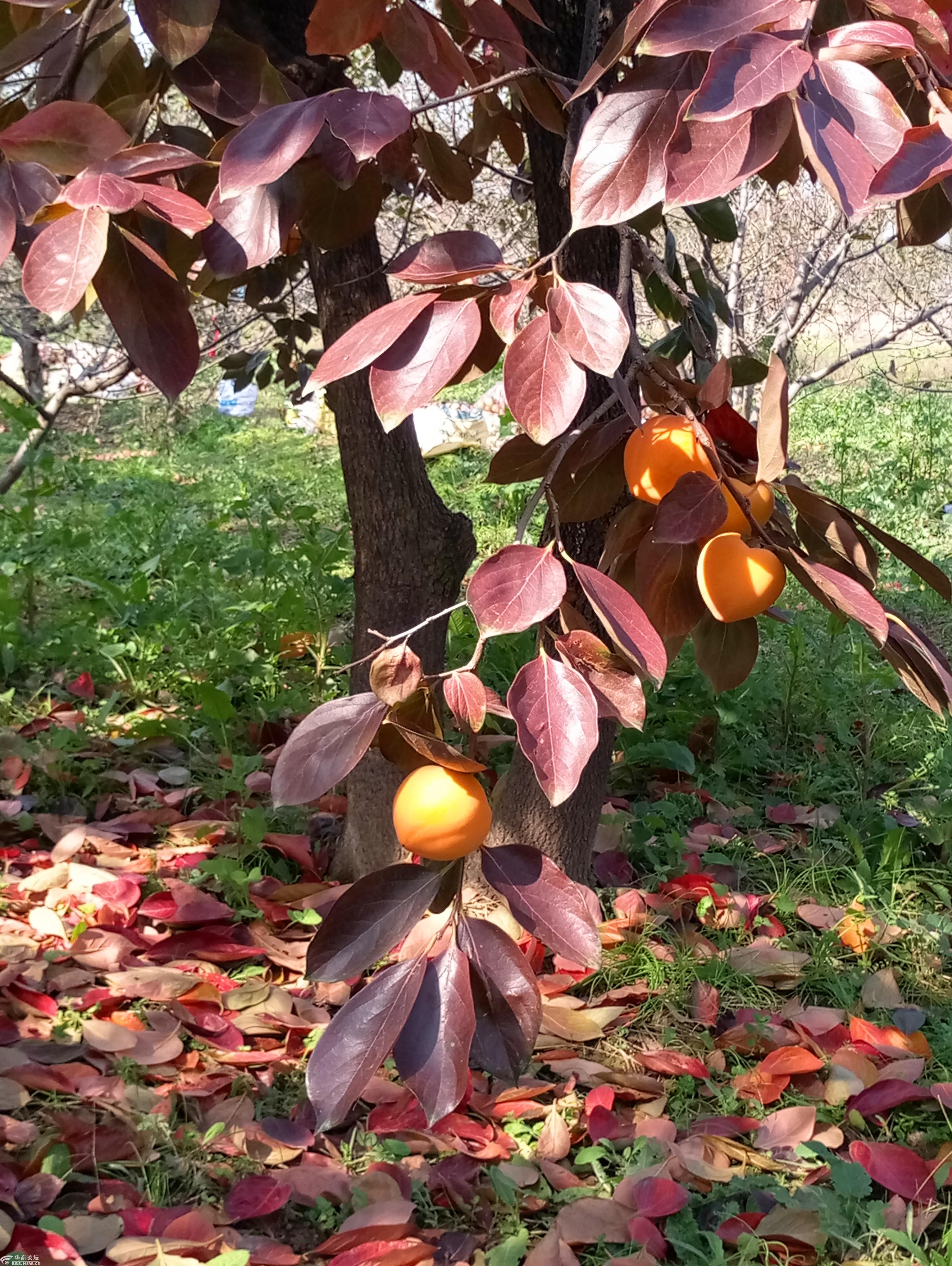 老家地里那三棵不起眼的柿子树