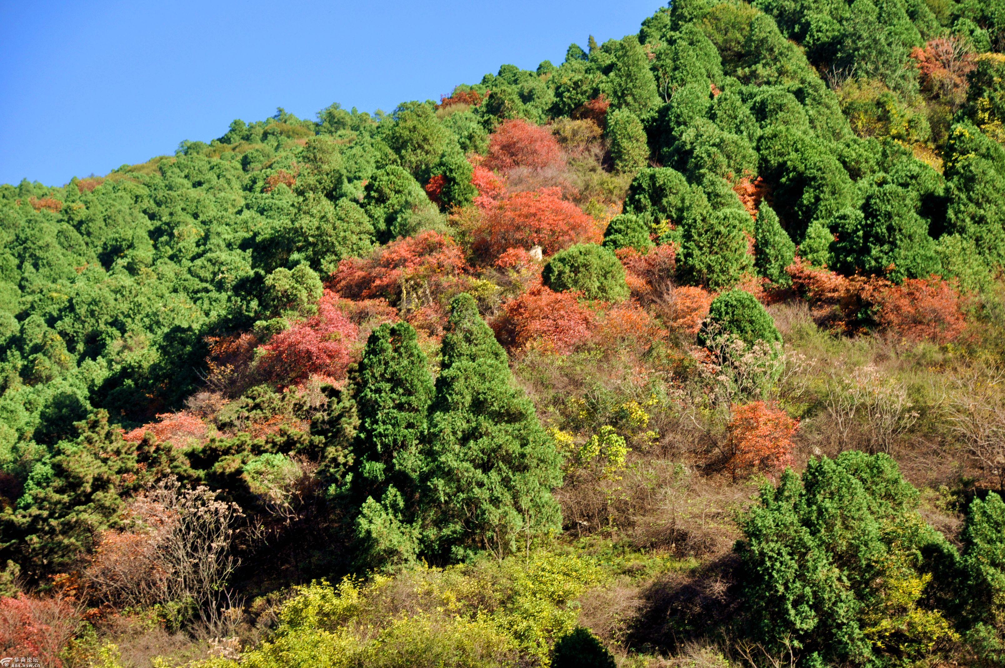 玄都坛见满天红子午峪舞快闪龙