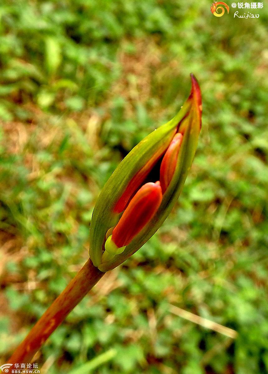 陕西论坛 宝鸡论坛 石蒜