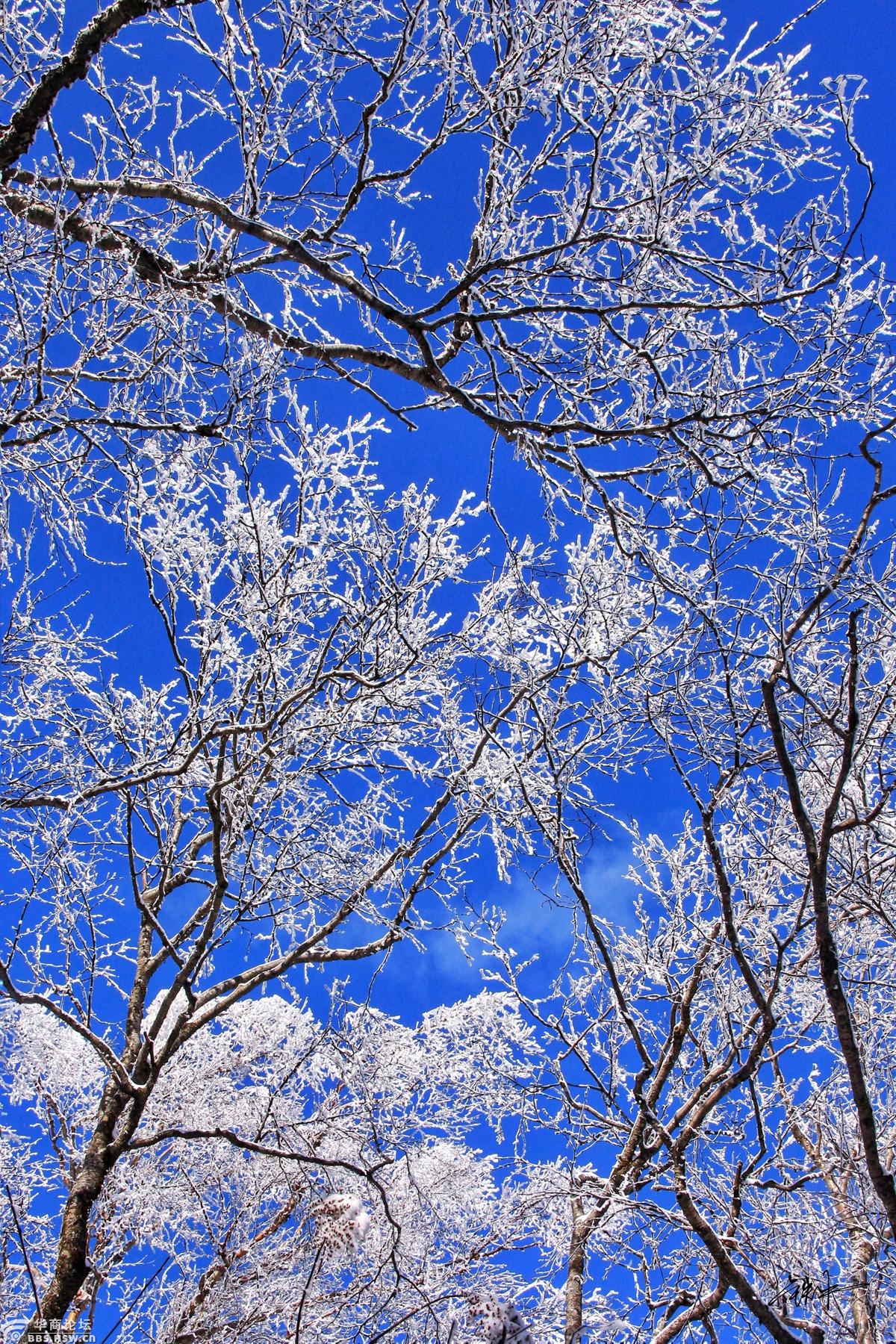 雪后初晴,秦岭东梁再现林海雪原盛景