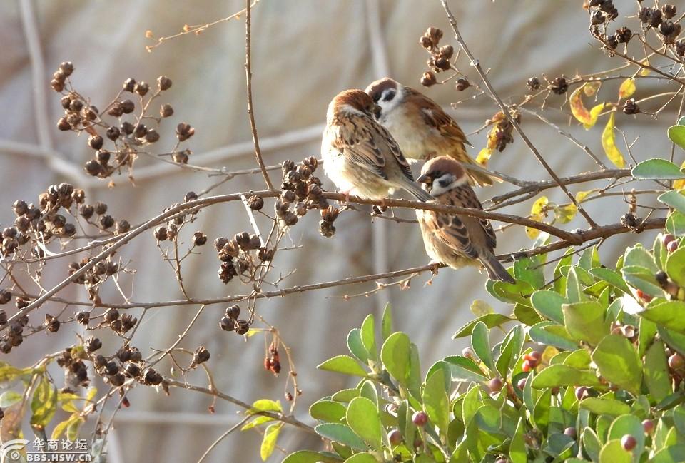 冬季觅食的麻雀