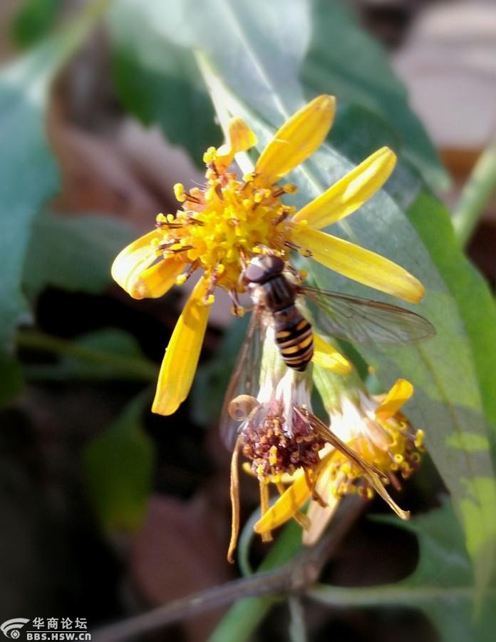 又见小蜜蜂手机微距