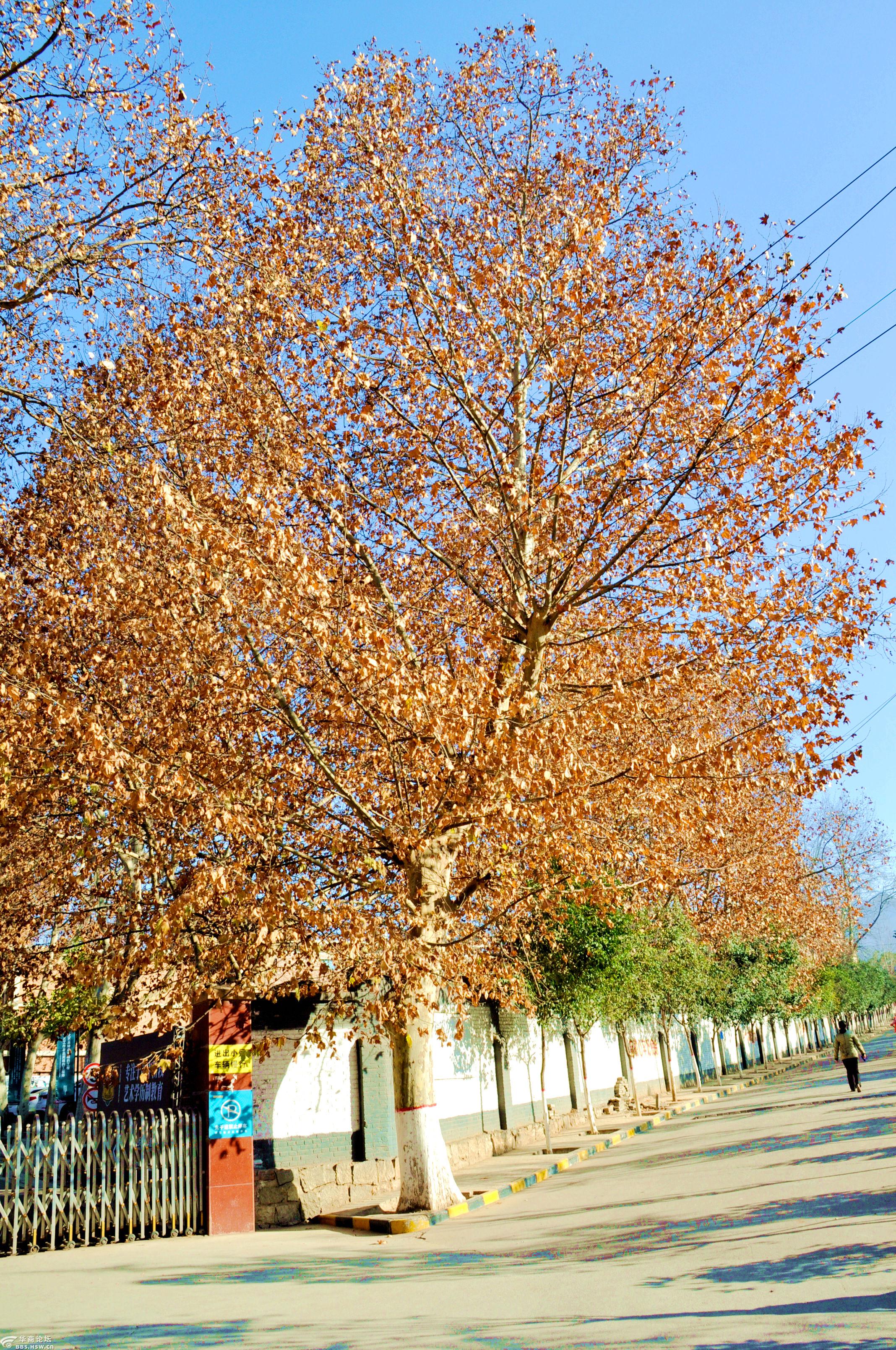中国第一银杏树欣赏金叶待何时