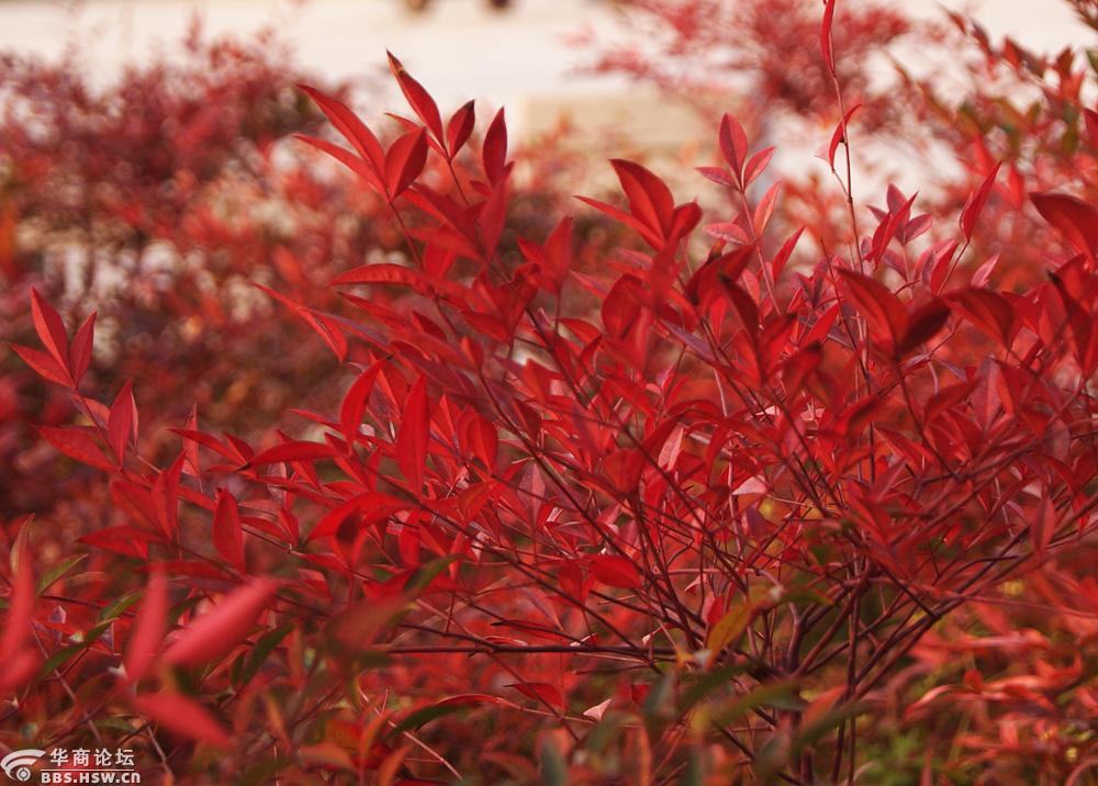 冬日红红的南天竹