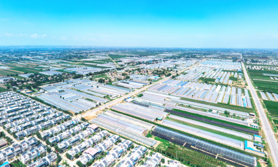 体验"关中白菜心"里的城乡农业发展