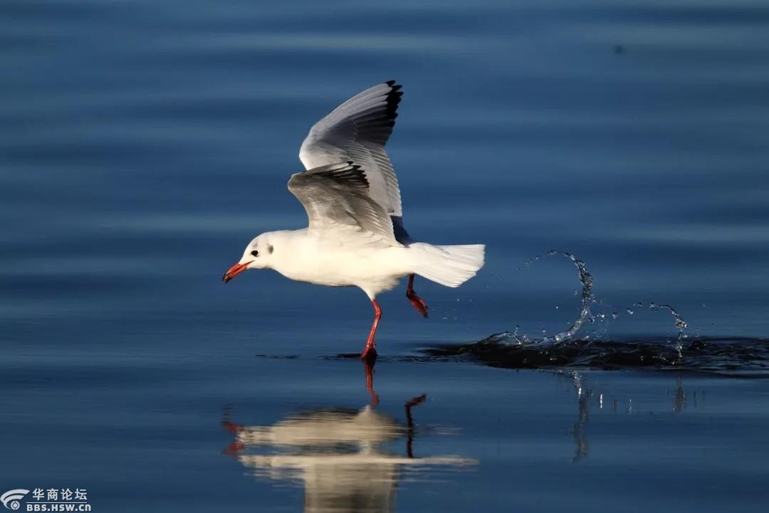 惠享邂逅红嘴鸥12212628相约网红汉中邂逅冬日红嘴鸥摄影一日游