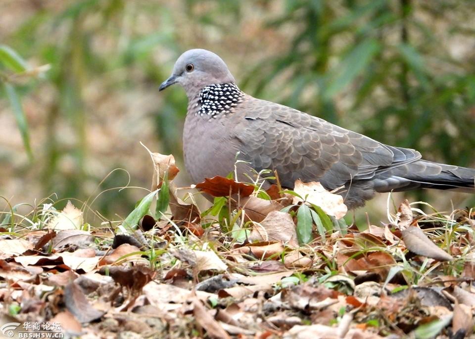 冬日拍斑鸠觅食!