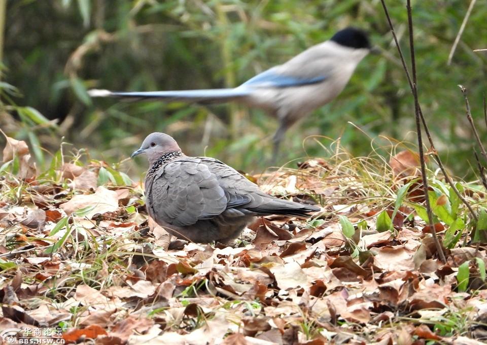 冬日拍斑鸠觅食!