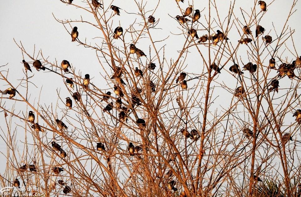 冬季傍晚抓拍群鸟