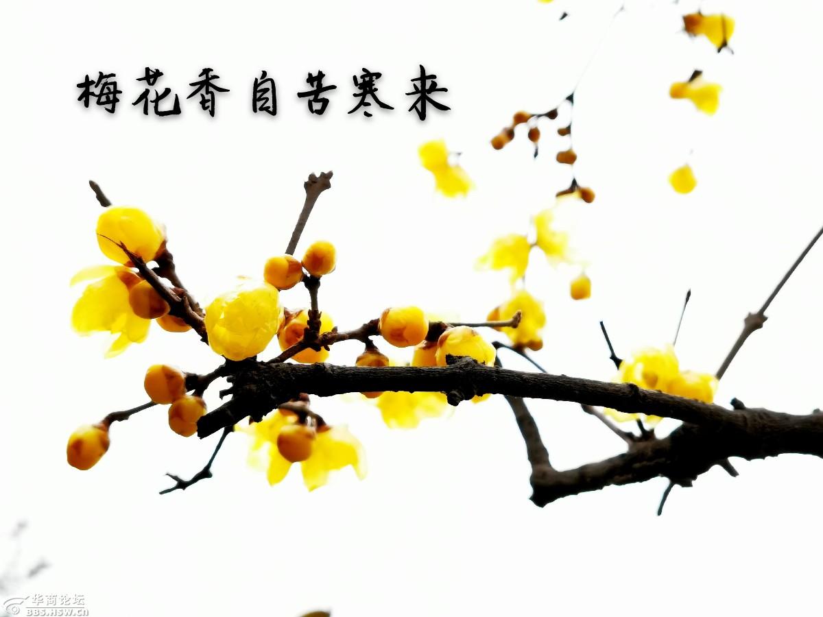 梅花香自苦寒来