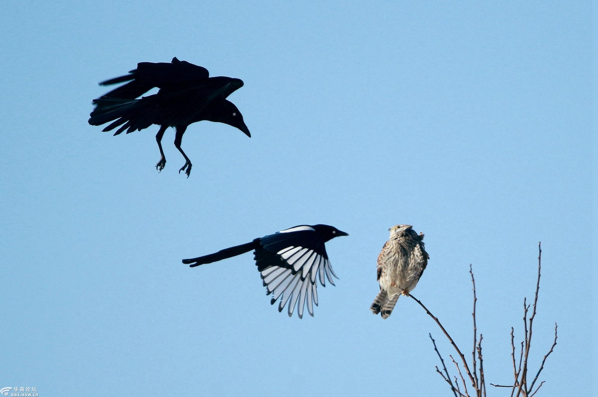 乌鸦喜鹊群殴红隼孤独求败落荒而逃