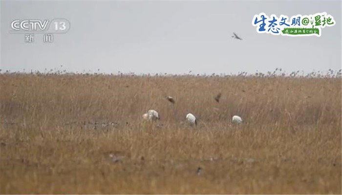 【生态文明@湿地】盐城黄海湿地：丹顶鹤一家四口悠闲觅食_