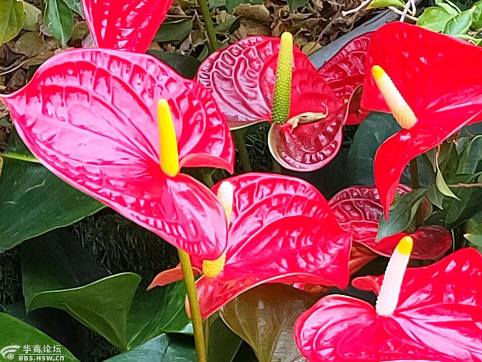 红烛花暖拜早年