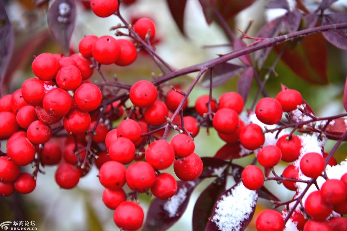 雪中红豆