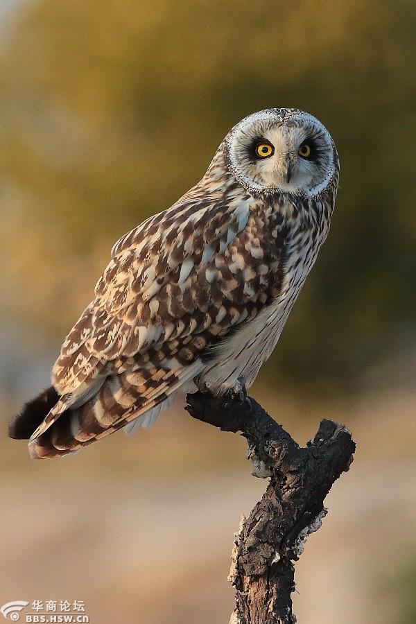 咸阳观鸟之短耳鸮-全民乱拍-华商论坛