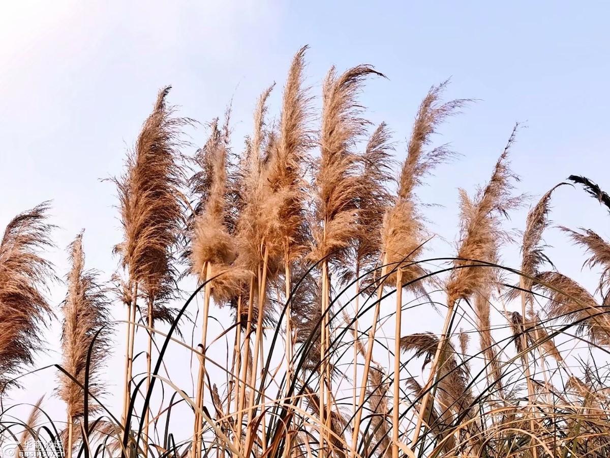 蒲苇韧如丝,磐石无转移