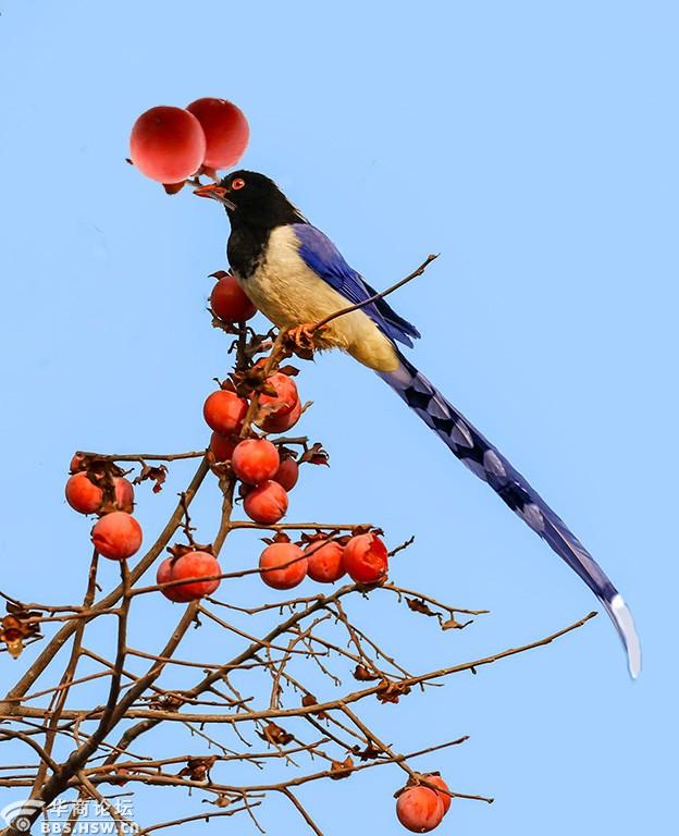 有疫情宅在家老鸟影红嘴蓝鹊