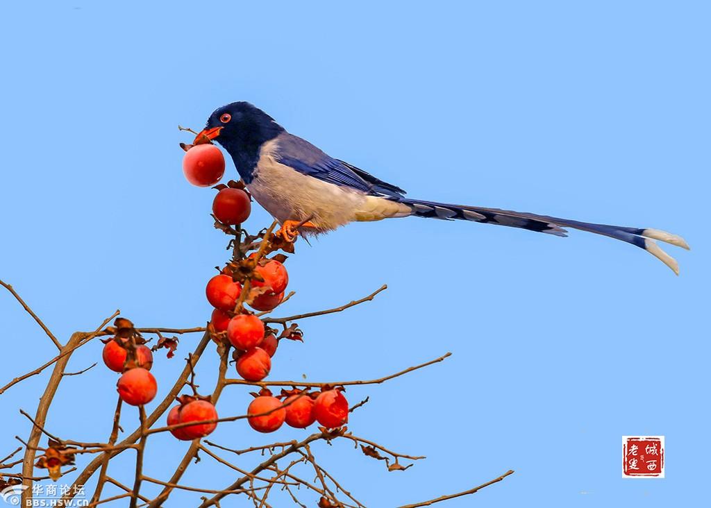 有疫情宅在家老鸟影红嘴蓝鹊