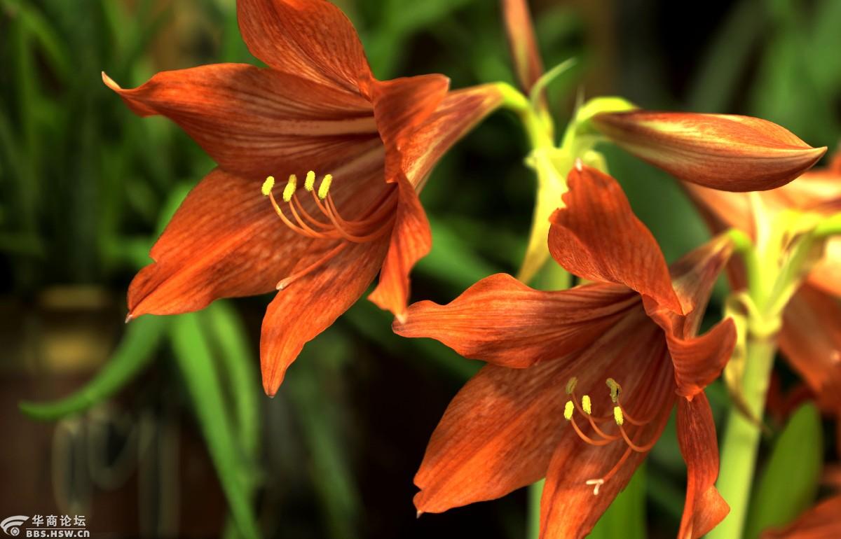 吉祥富贵朱顶红