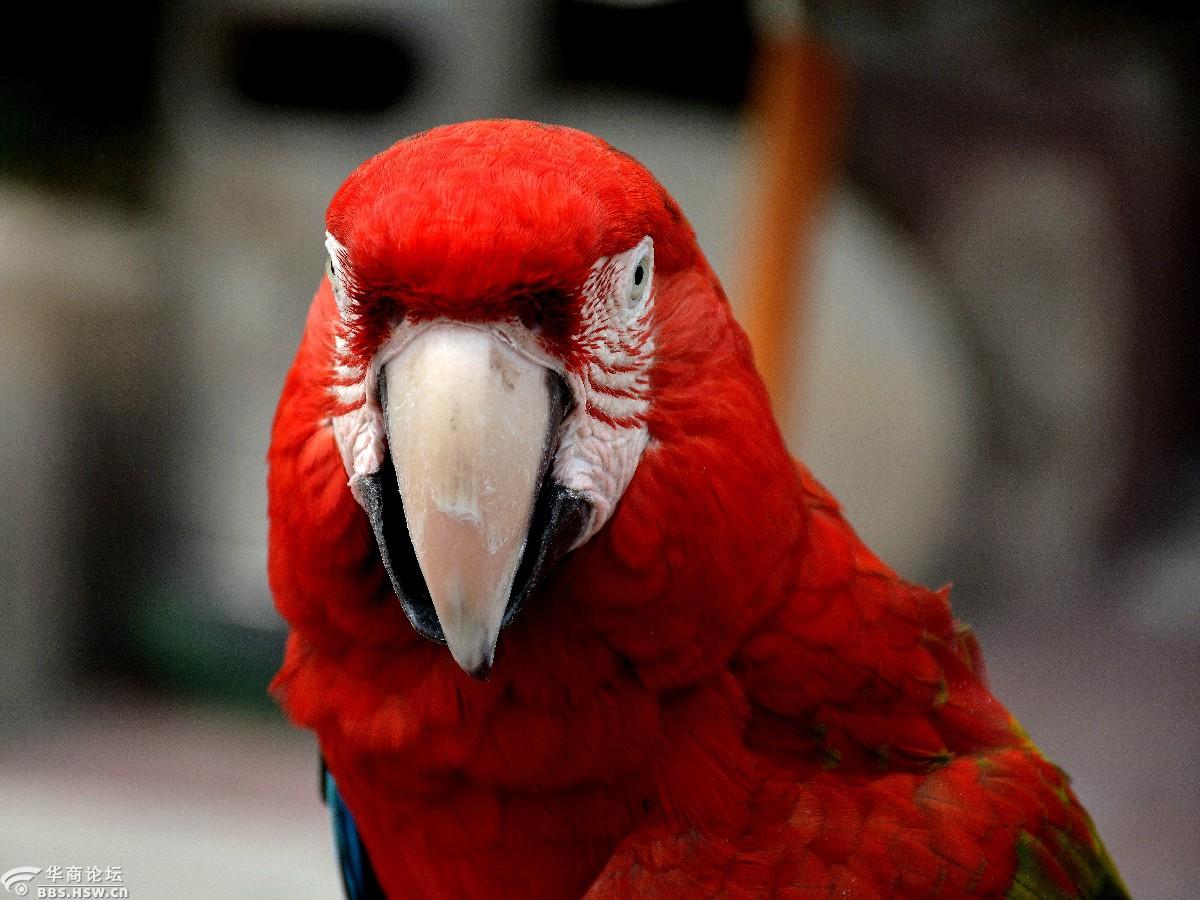 一组萌萌的鸟脸