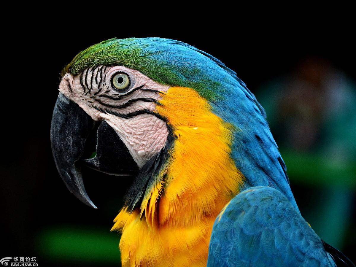 一组萌萌的鸟脸