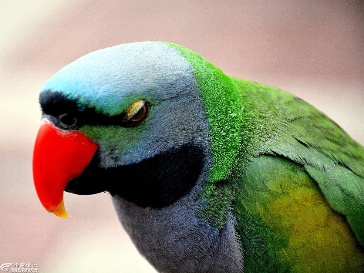 一组萌萌的鸟脸