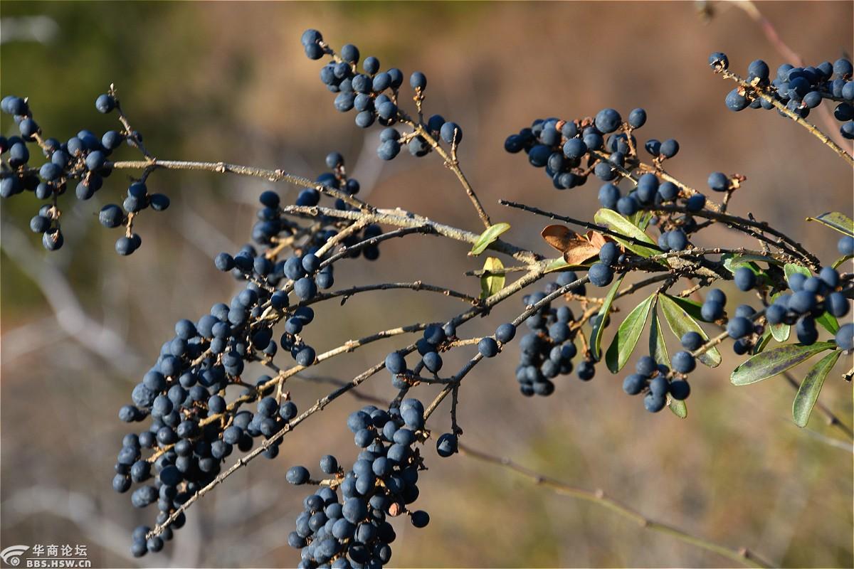 山上拍不知名的野果