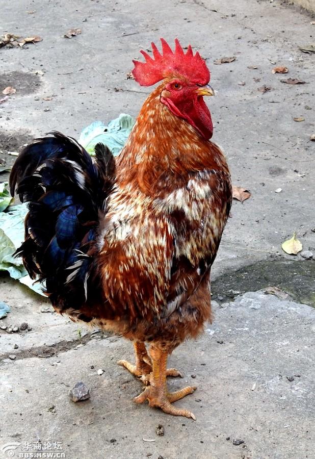 雄鸡一唱报春来!