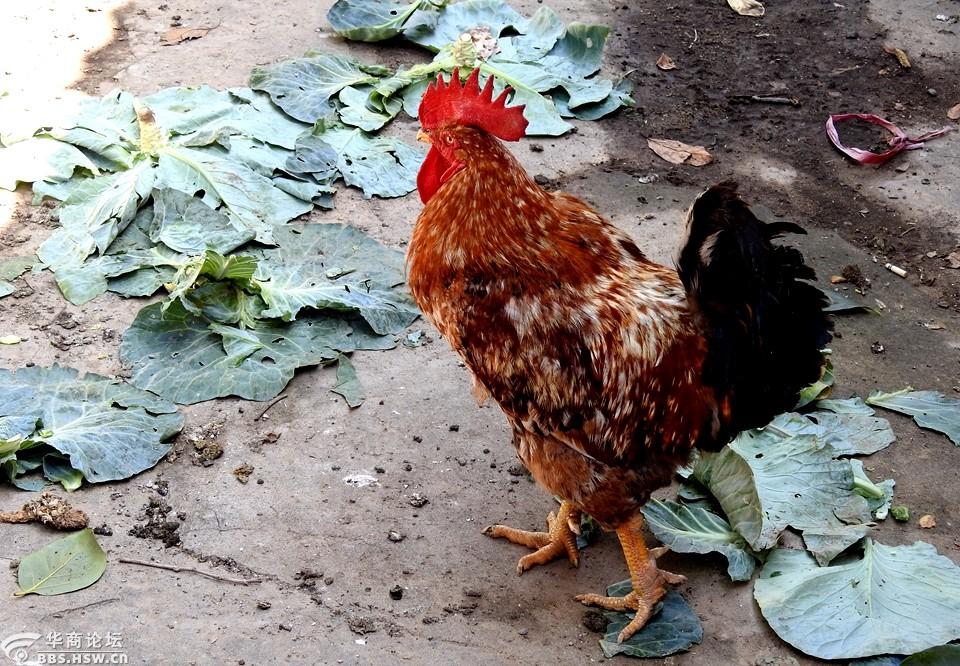 雄鸡一唱报春来!