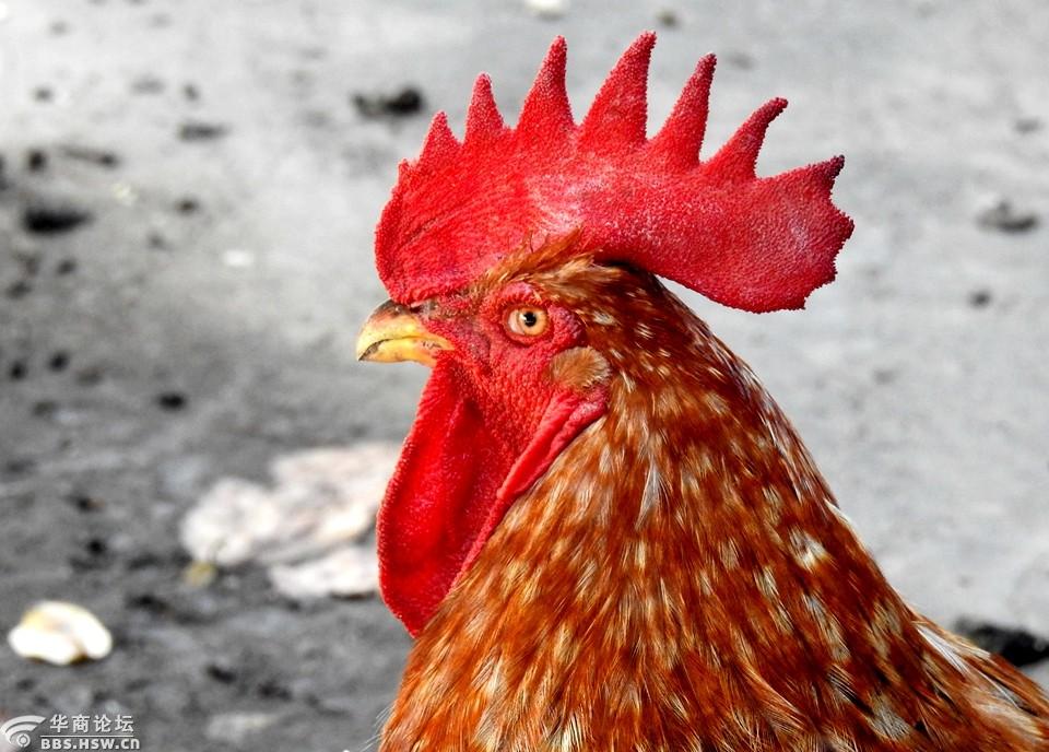 雄鸡一唱报春来