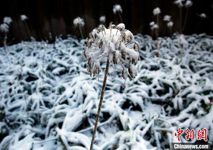 重庆高海拔地区飘雪武陵山大裂谷银装素裹