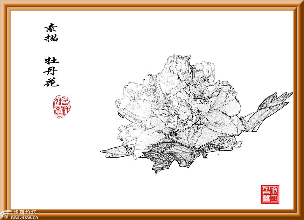 素描牡丹