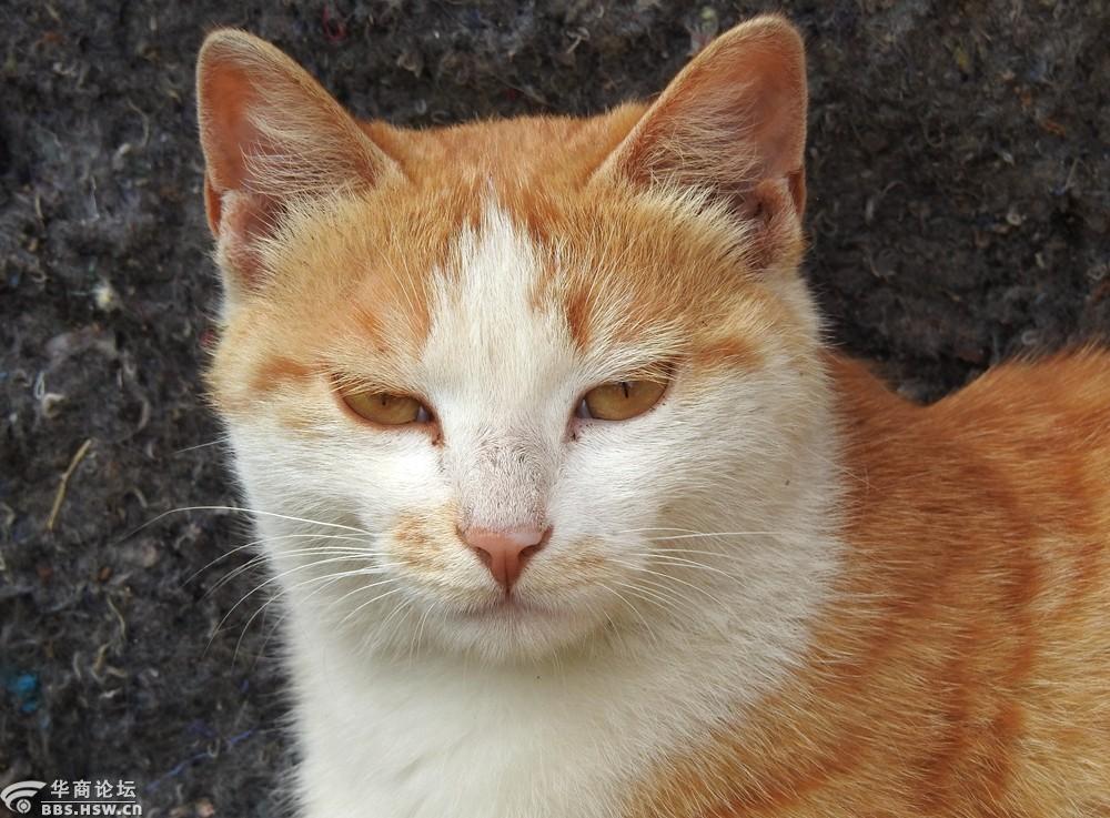 抓拍黄猫咪的眼神