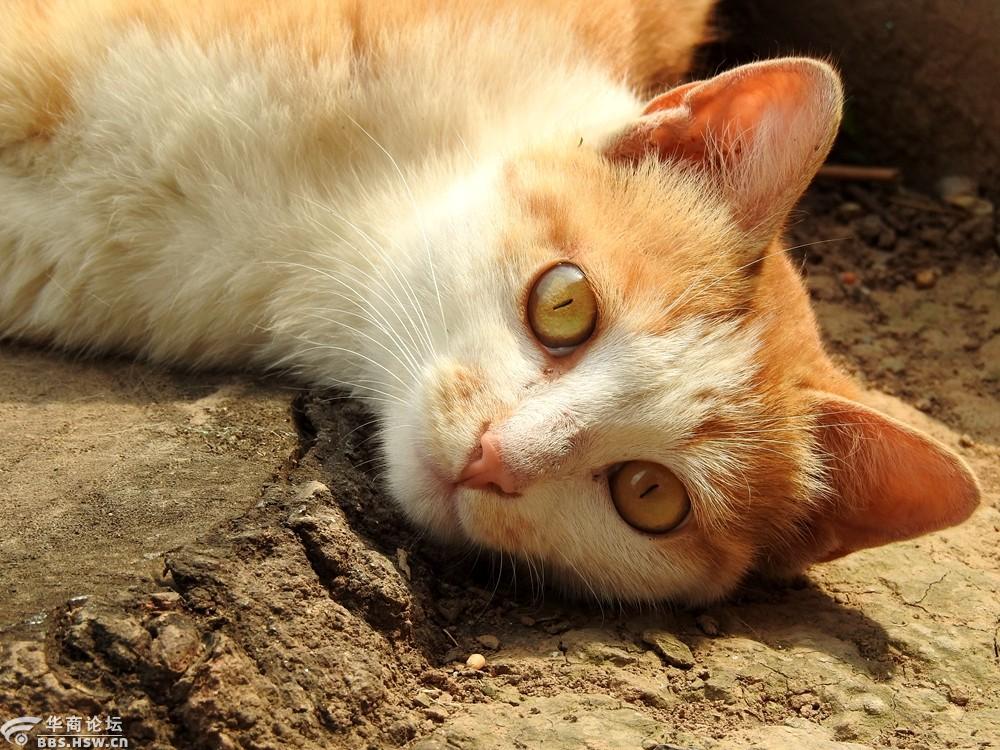 抓拍黄猫咪的眼神