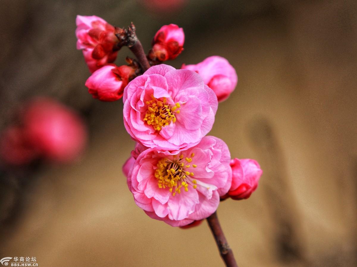 摄影戴口罩手套渭河边透透气观赏梅花盛开心情谄驱病疫