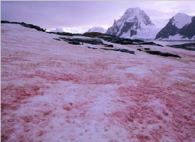 南极出现“西瓜雪”！科学家表示这不浪漫还可能很危险