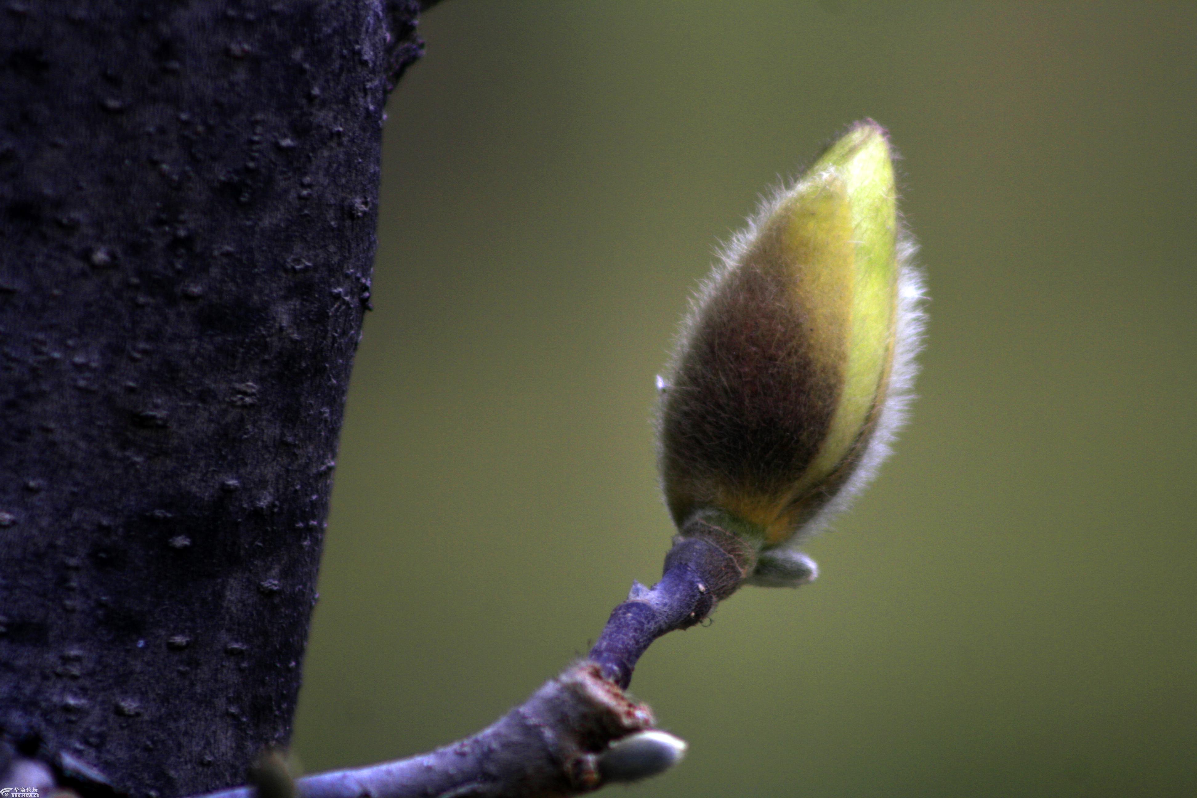 摄影日记春天的萌芽