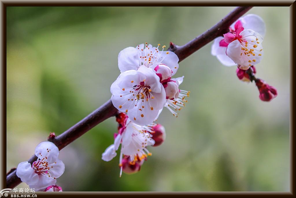 梅花已榭杏花开