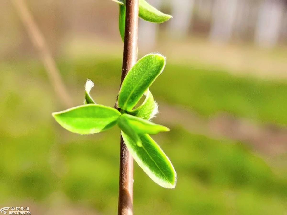 剪剪轻风催柳芽
