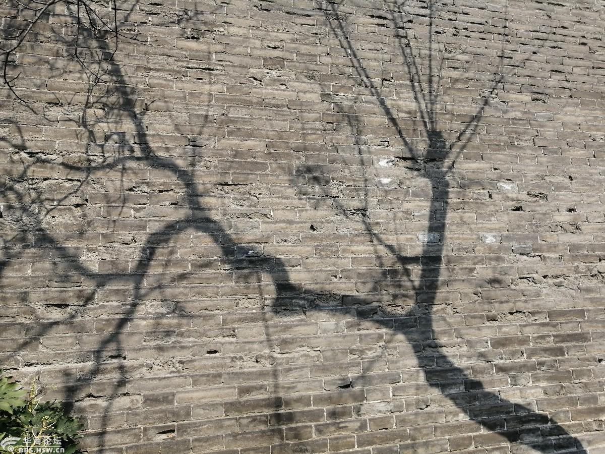 城墙上的树影像不像一副水墨画