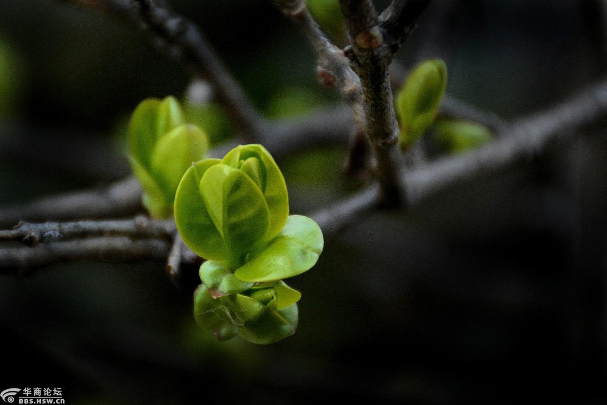春姑娘的大作1--嫩嫩的春芽