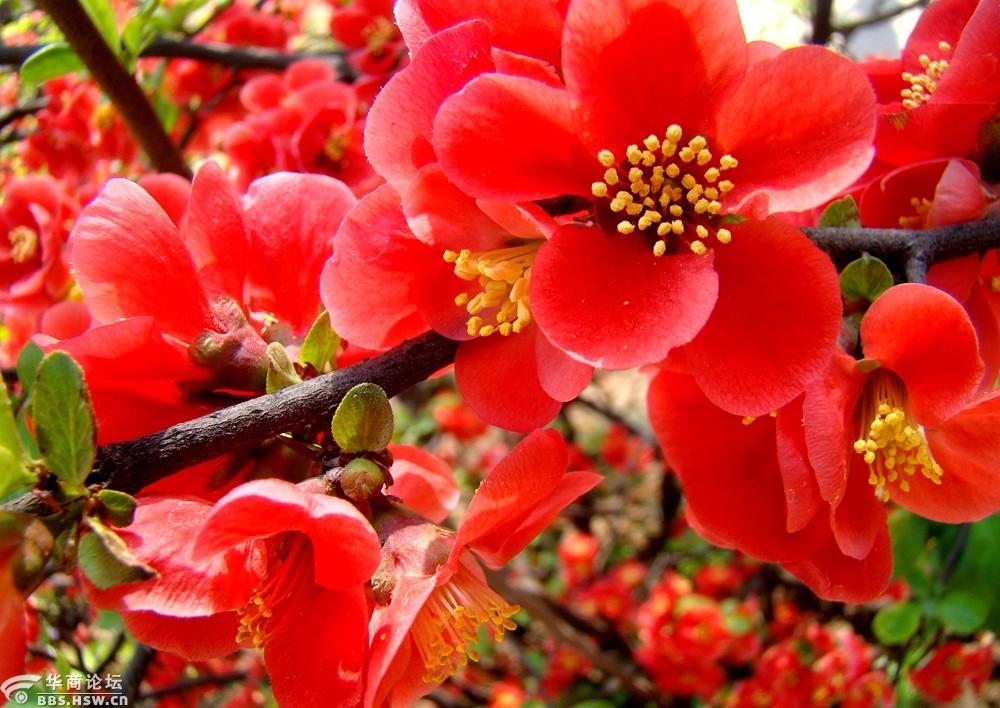 海棠花儿红春意渐渐浓