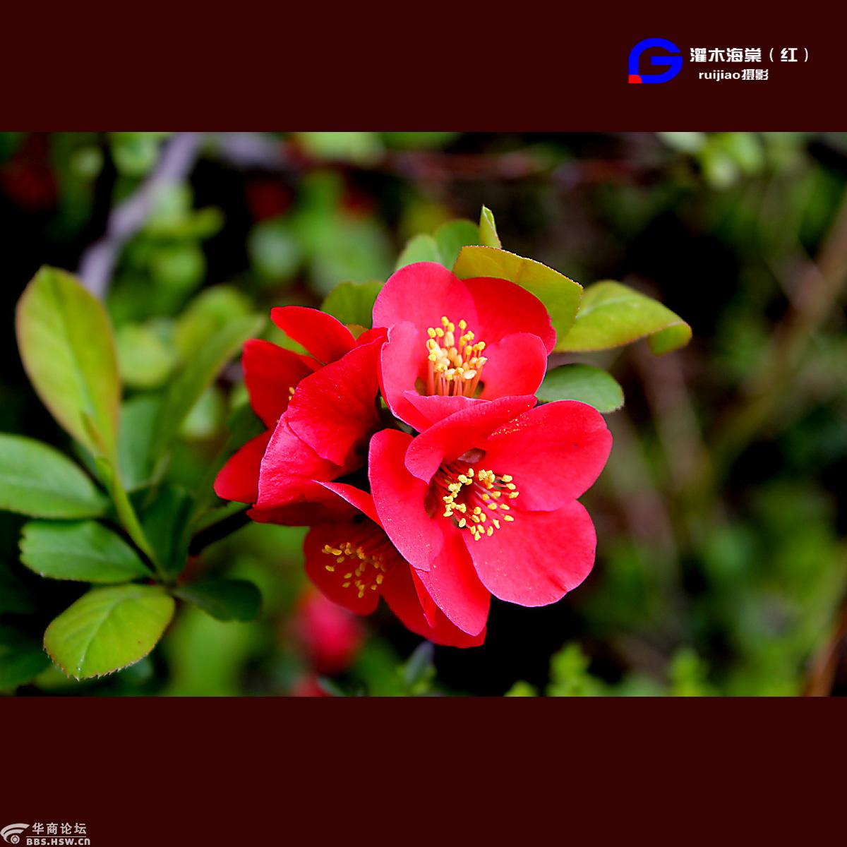 红色灌木海棠