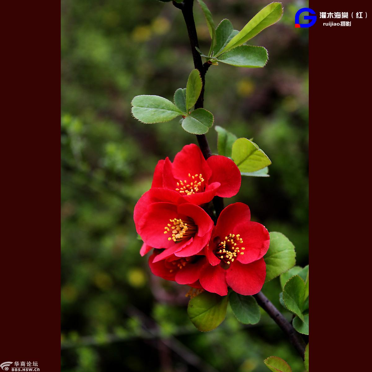 红色灌木海棠