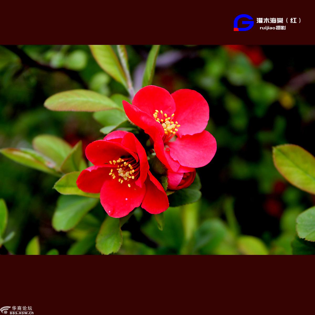 红色灌木海棠